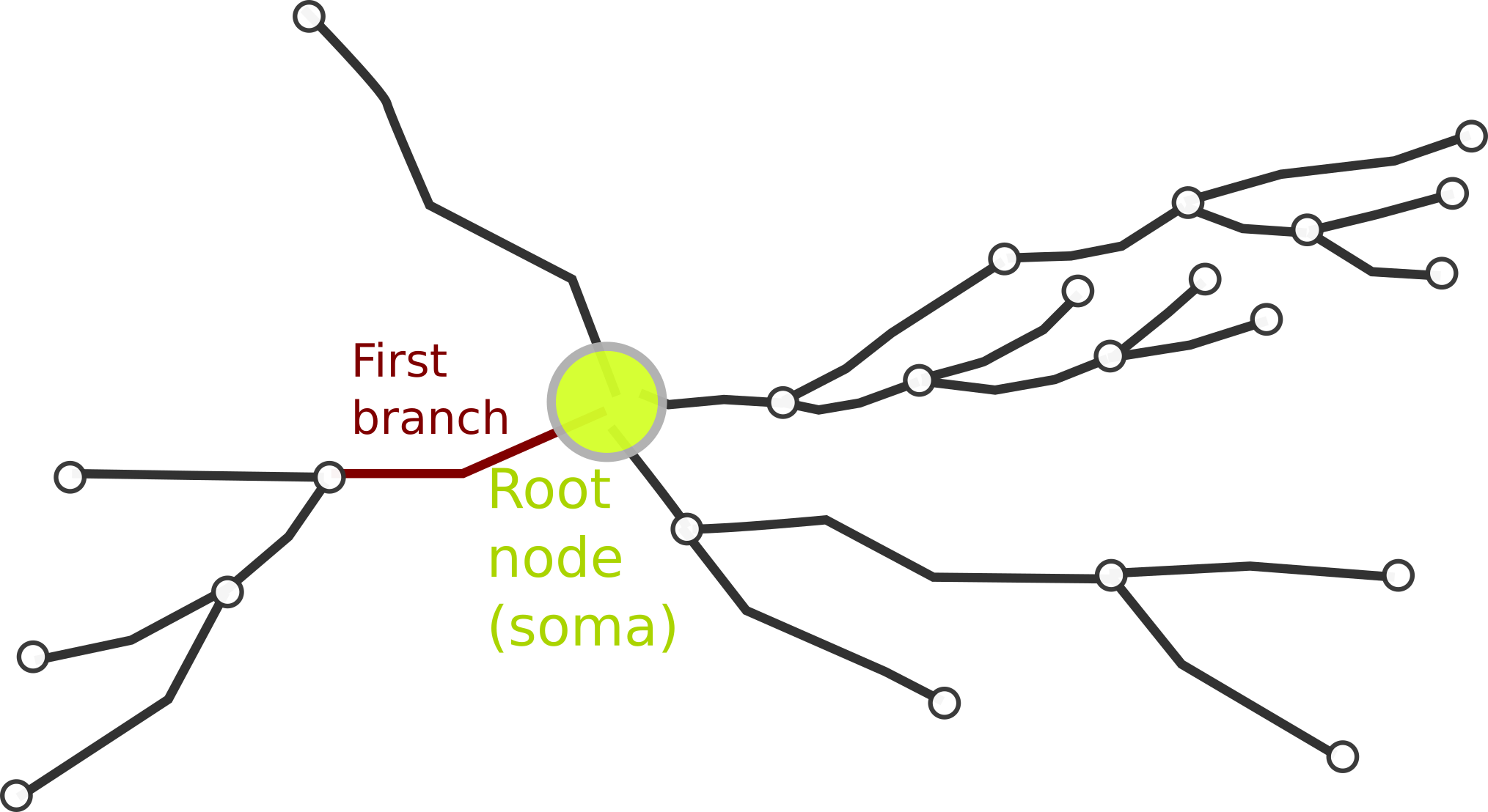 neurite dendrite axon