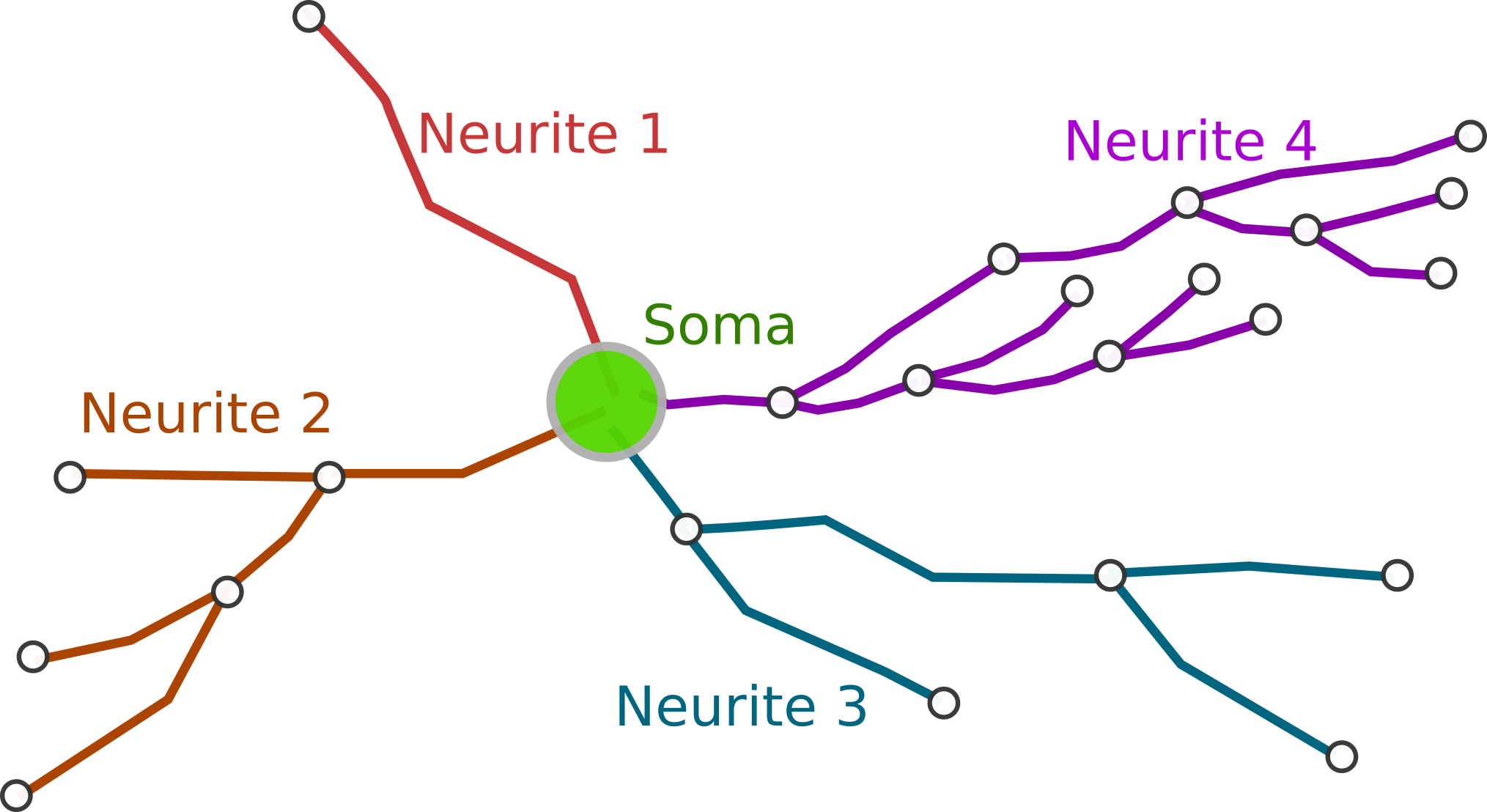 Neuron